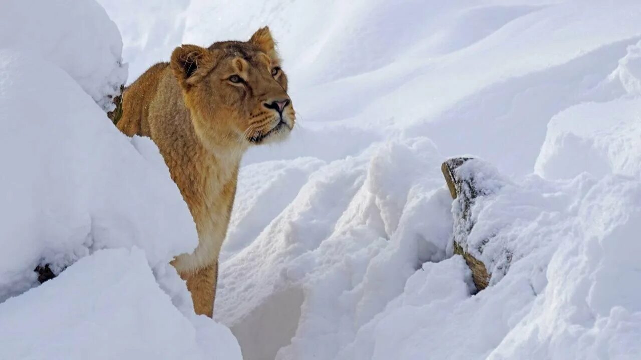 Скачать Лев зимой / Lion in Winter, The (2 серии из 2 / 2003) DVDRip " Справочна