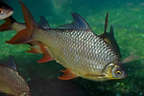 Carp fish