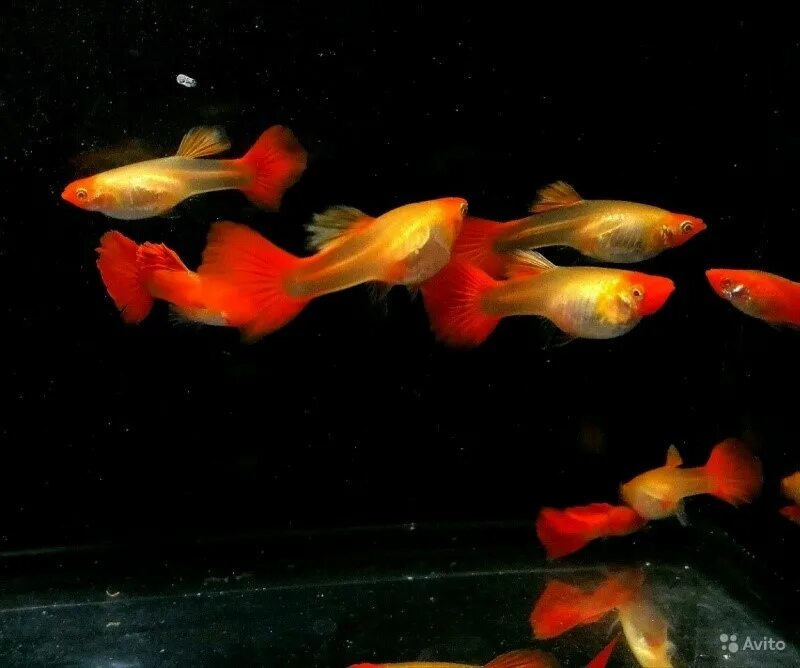 Гуппи такседо кои. Гуппи такседо кои. Гуппи кои альбино. Гуппи ред тукседо. Гуппи тукседо красный.