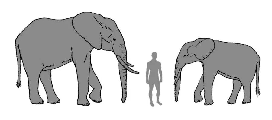 Индийский и Африканский слон отличия. Африканский слон и индийский слон. Африканский слон и индийский слон сравнение. Саванный слон и индийский слон. Какой тип развития характерен для африканского слона