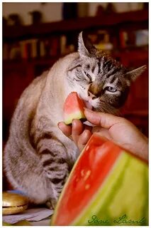 Кошка ест фрукты