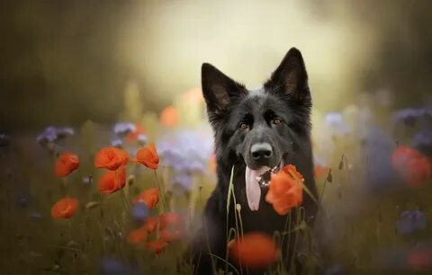 Poppy dog