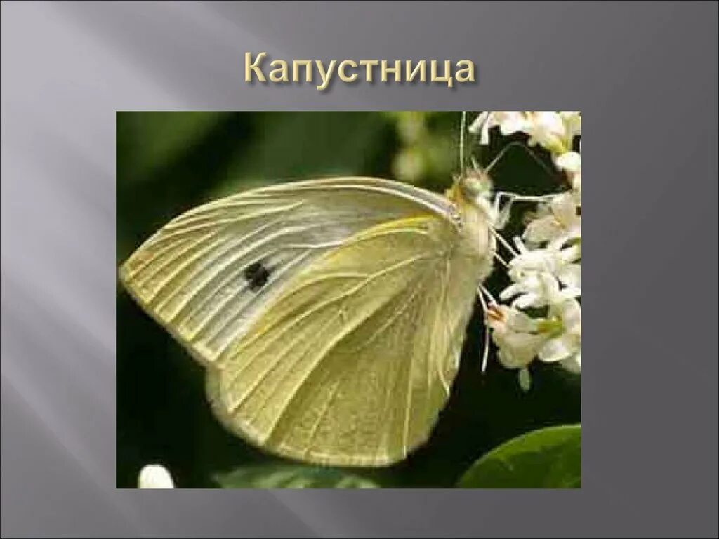 Тип развития бабочки капустницы. Отделы тела бабочки капустницы. загадка про бабочку капустницу. бабочка капустница описание 1 класс. бабочка капустница маслом.