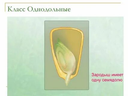 1 семядолю имеет зародыш семени