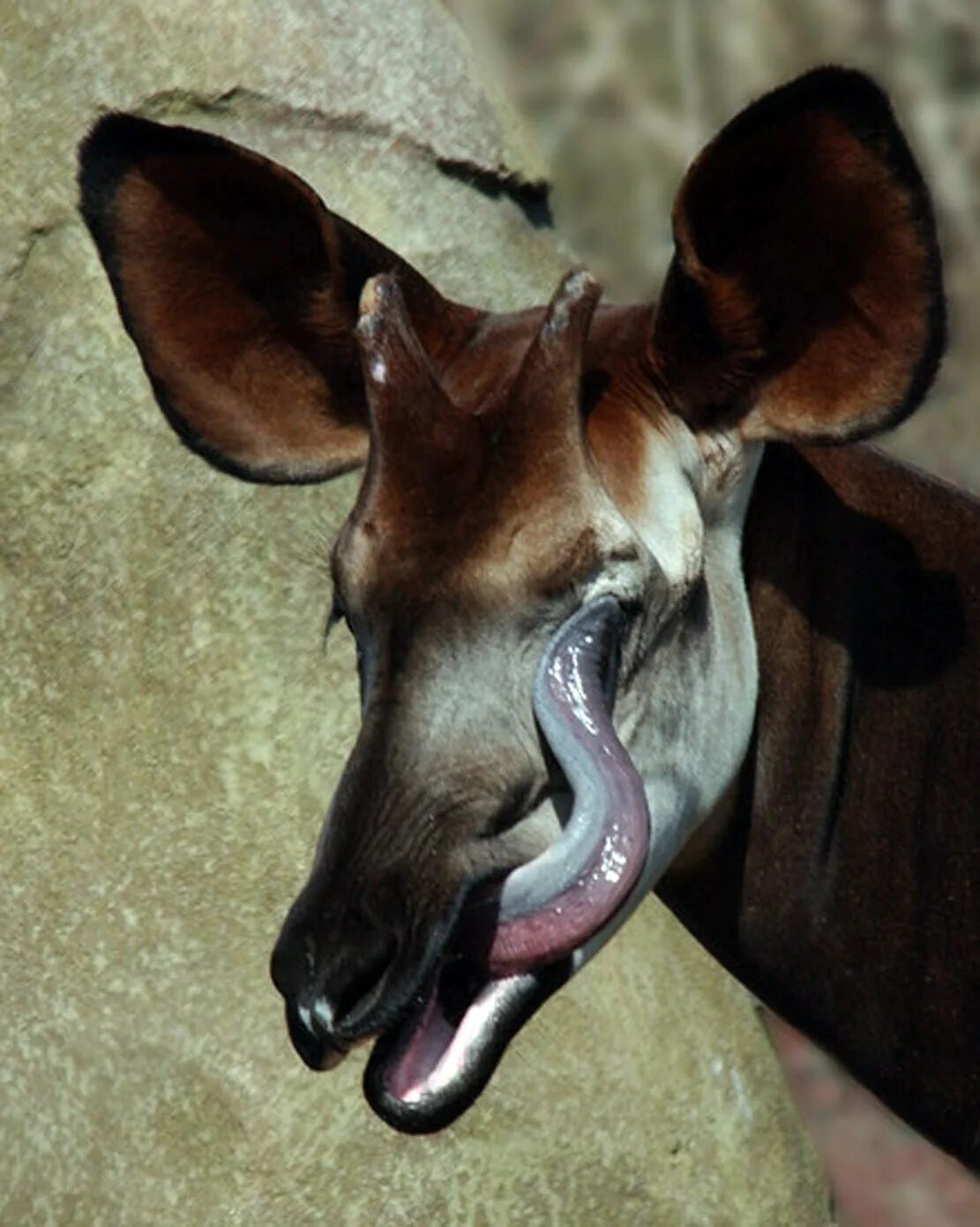 Медовый мишка кинкажу. Длинный язык жирафа. Собака с высунутым языком. Животные с высунутым языком. Самый длинный язык у собаки в мире сенбернар.