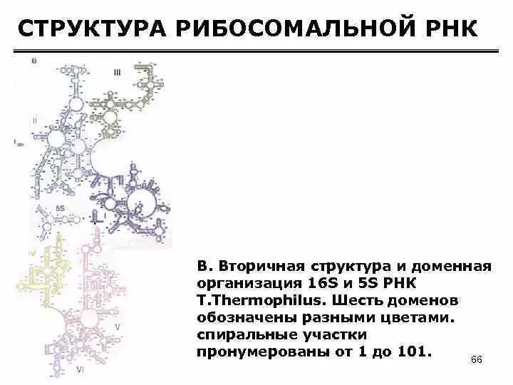 Структура рибосомальной РНК. Вторичная структура рибосомальной РНК. Вторичная структура РРНК. Пространственная структура РРНК.