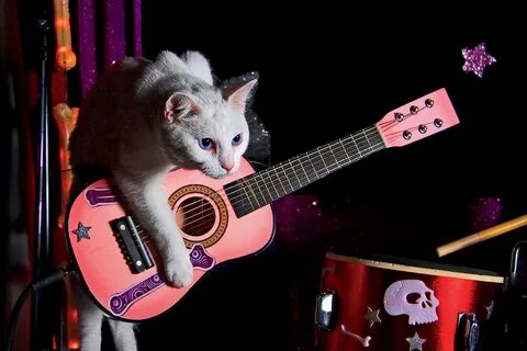 Rocking cat