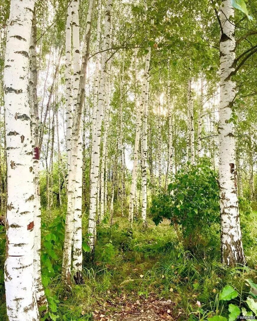 Песня рощица. Песня бабья рощица. Песня бабья рощица. Бабья рощица. Березовая роща кострома.