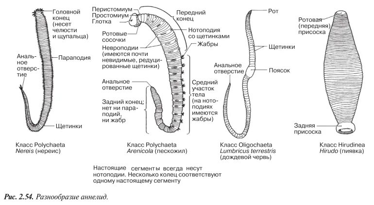 Сегментированные черви. Мезодерма у кольчатых червей. Внешнее строение пиявки. Жизненный цикл кольчатого червя схема. Пескожил внутреннее строение.