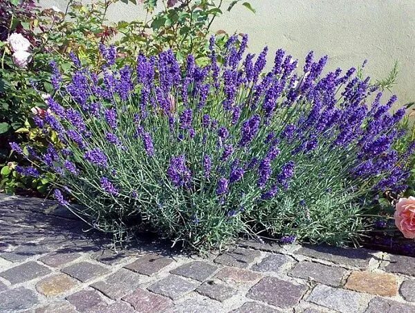 Лаванда узколистная Манстед: купить в Москве саженцы Lavandula angustifolia Muns