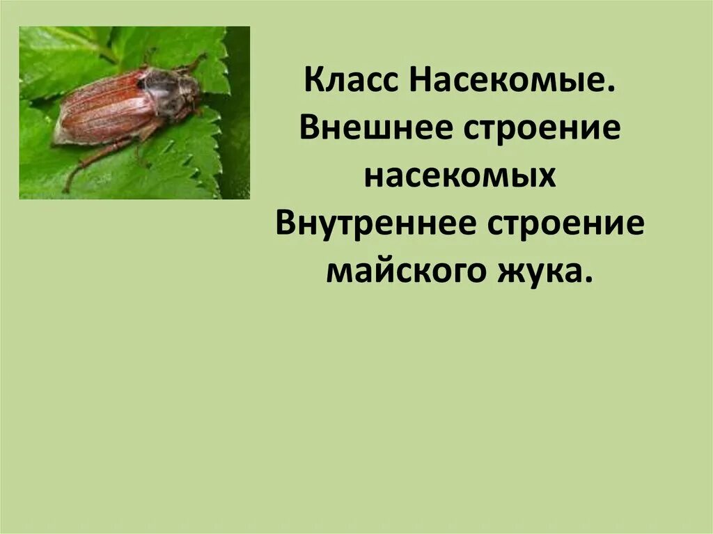 Какая польза от жука