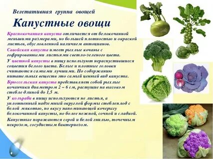 Вегетативная группа овощей