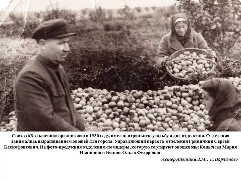 Совхоз это в истории. Совхоз большевик. совхоз большевик серпуховского района. совхоз большевик сызранский. сызрань совхоз большевик.