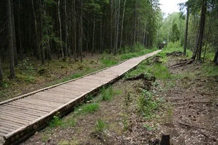 Настил через болото 4 буквы