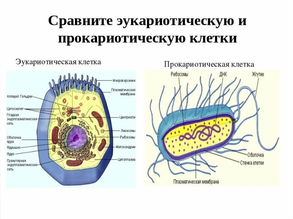 Клетки прокариот отличаются