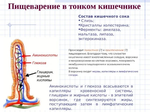 Какие соки в кишечнике. Какие соки в кишечнике