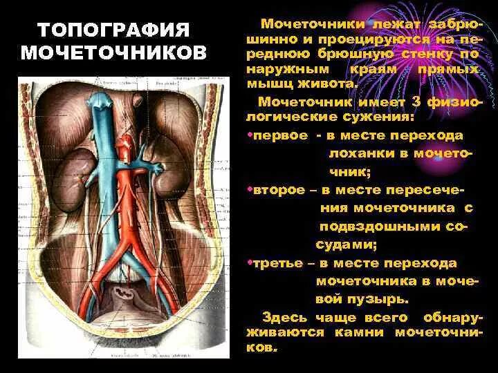 Топографическая анатомия мочеточников. Мочеточники и мочевой пузырь расположение. Анатомические сужения мочеточника. Строение и топография мочеточников и мочевого пузыря.