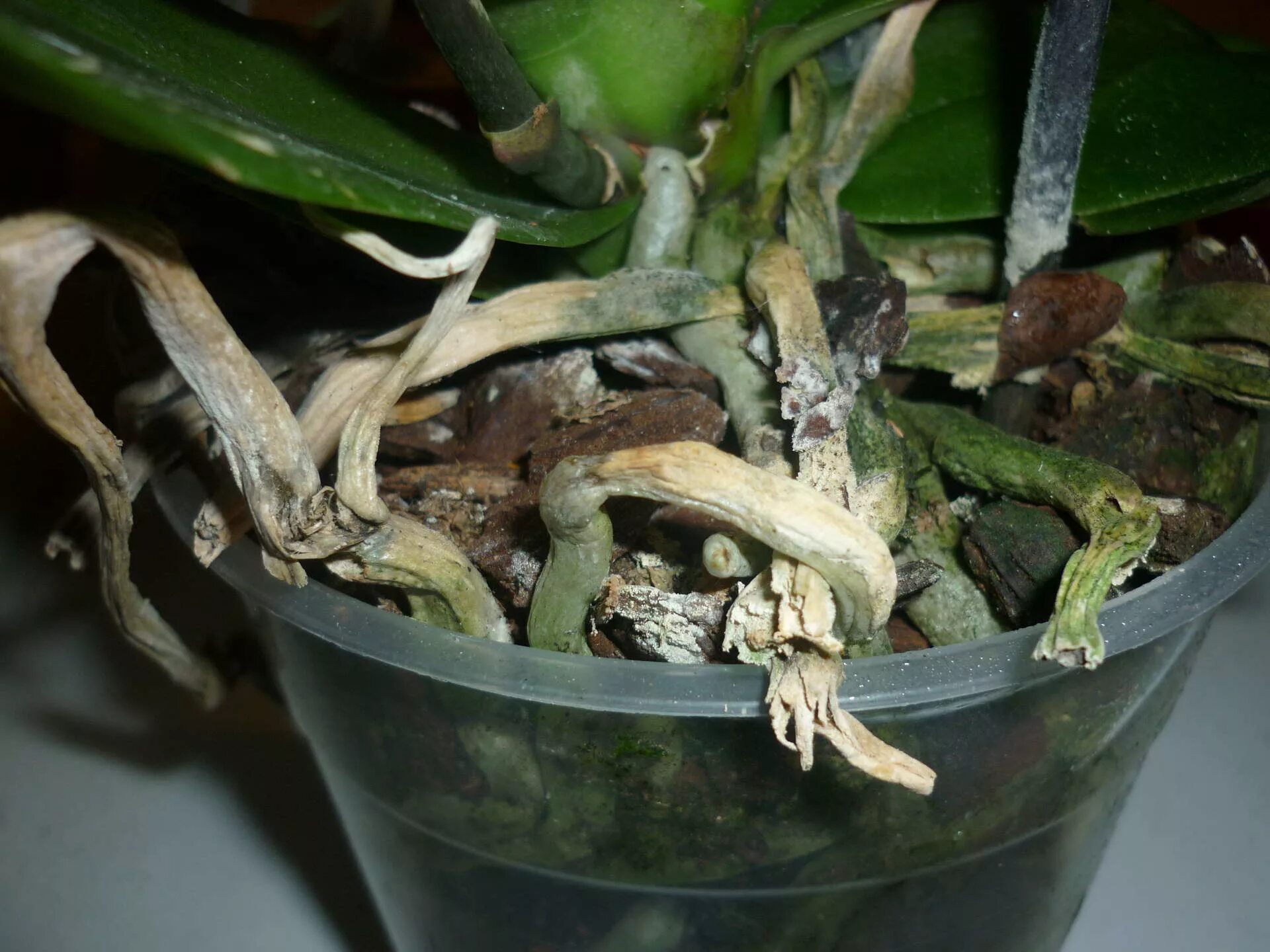 Пересадка орхидей воздушные корни. Орхидея фаленопсис корни. Орхидея фаленопсис гнилые корни. Серебристые корни орхидеи фаленопсис. Фаленопсис корни полив.