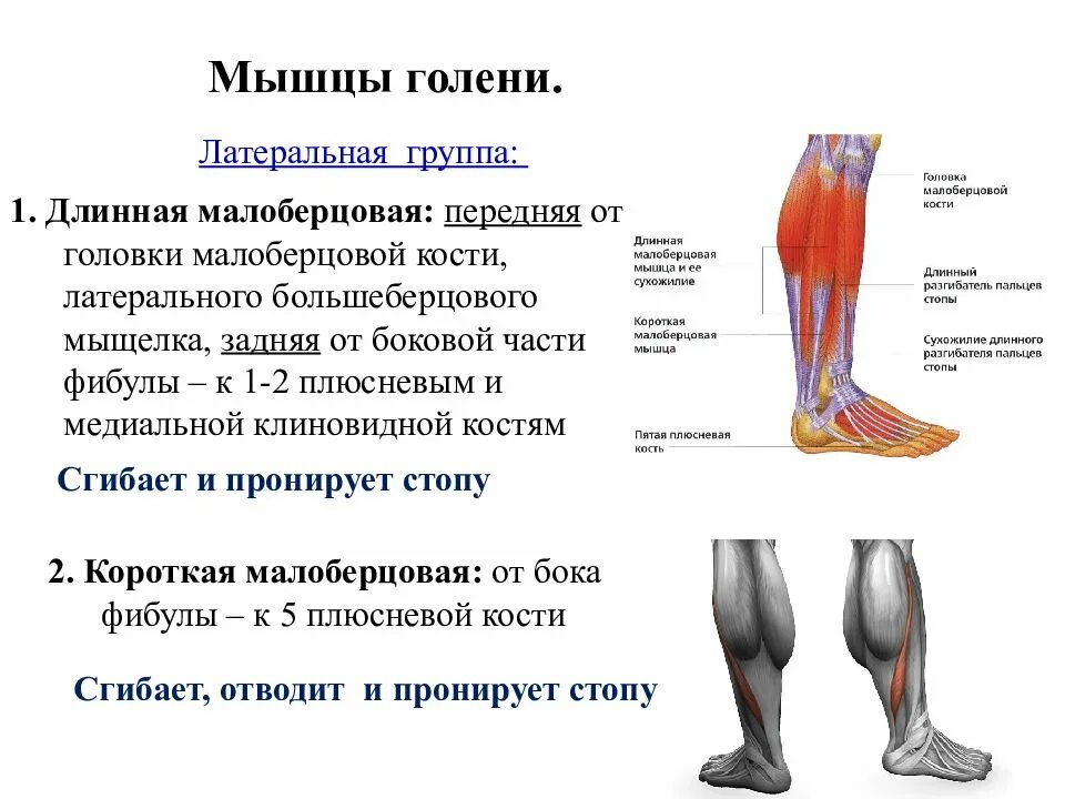 Медиальный и латеральный это. Мышцы берцовой кости сбоку. Мышцы голени правой вид спереди и сбоку. Мышцы голени вид сбоку. Мышцы голени передняя группа таблица.