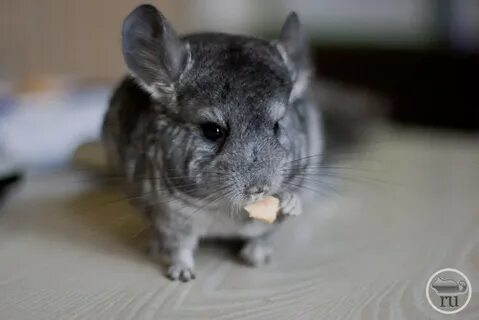 Мир шиншилл