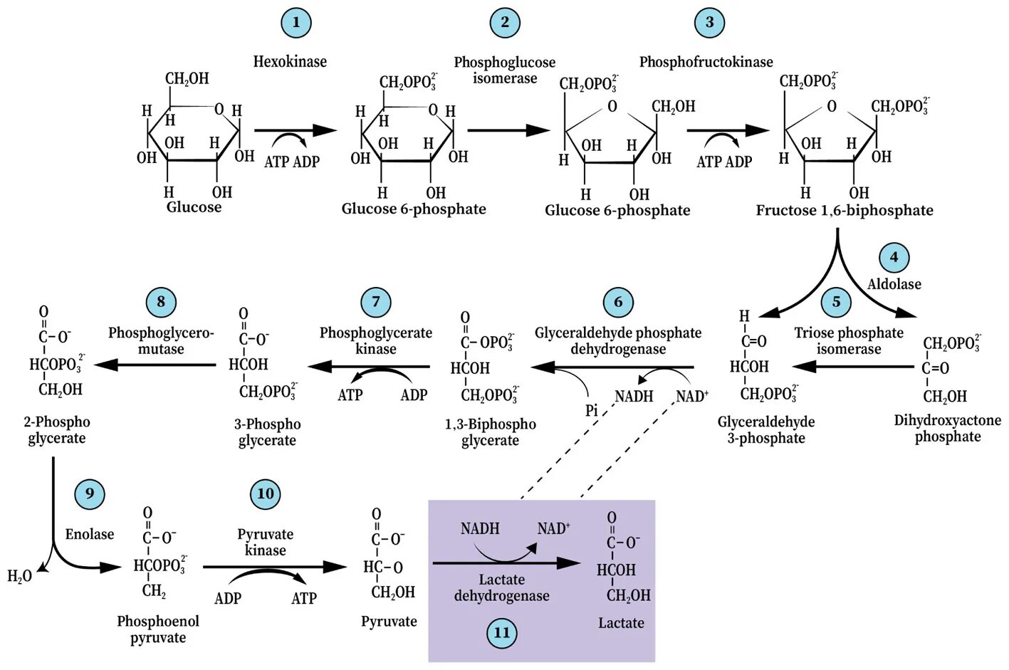 Гликолиз последовательность реакций. Анаэробный гликолиз формула. Гликолиз с формулами и ферментами. Гликолиз схема реакций. Аэробный гликолиз биохимия схема.