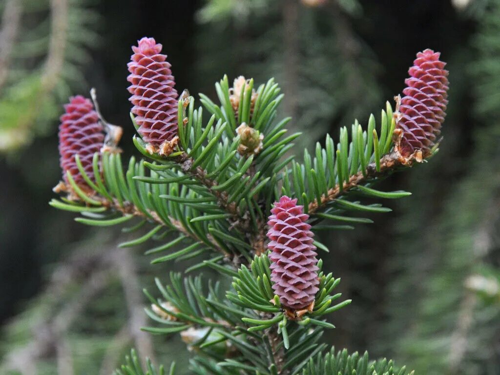 Шишки ели сибирской. Ель Сибирская (Pícea obovаta). Ель Сибирская (Picea obovata) макростробил. Ель Сибирская (Picea obovata l. ). Picea obovata шишки.