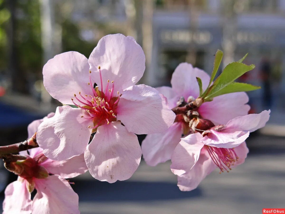 цветение персика. цветок нектарина. сакура это персиковое дерево. тысяча цветов персика. тысяча цветов персика.