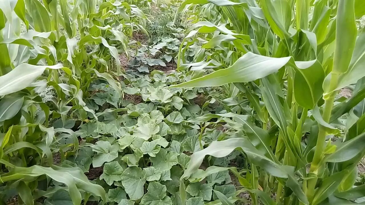 Можно ли посадить кукурузу. Кукуруза на грядке. Кукуруза в огуречной грядке. Кукуруза с огурцами на одной грядке. Сорняки в кукурузе.