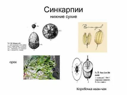 Коробочка примеры