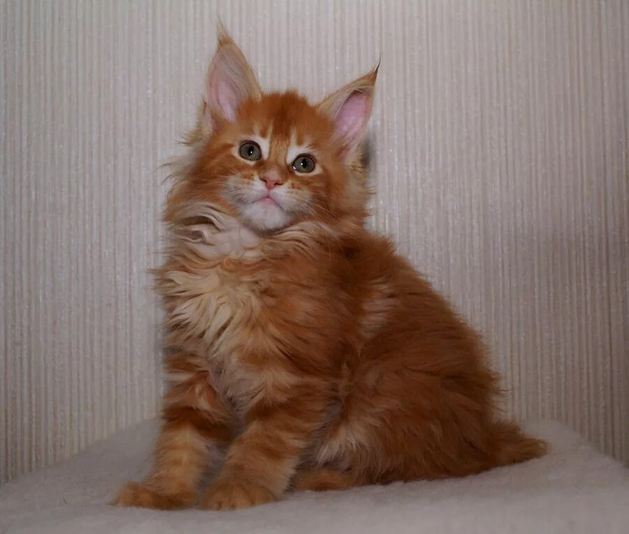 5 месяца. 5 месяца. Чистокровный котёнок майнку. Кун001. Мейн кун 1.