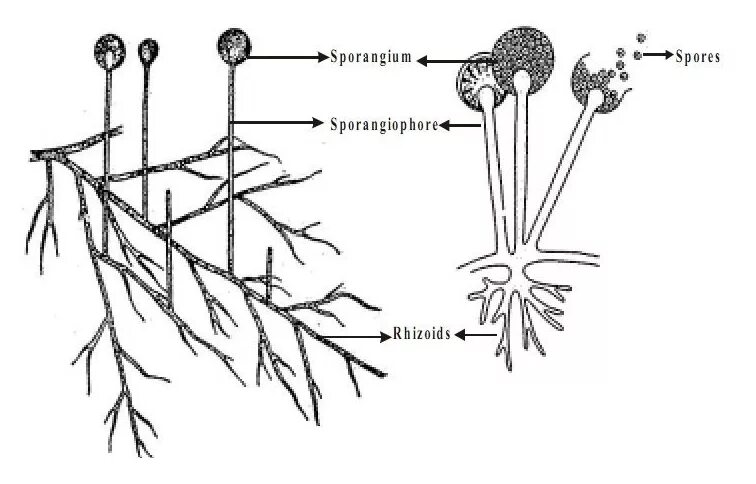 Гриб снабжает водоросль. Плесневые грибы Rhizopus. Зигомицеты мукор. Ризопус гриб строение. Мукор ризопус.