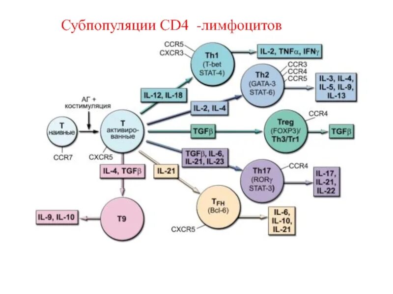 Субпопуляции т-лимфоцитов схемы. CD 4 иммунология. Cd4 лимфоциты это. Субпопуляции т-лимфоцитов: a) th-лимфоциты,. Субпопуляции в лимфоцитов