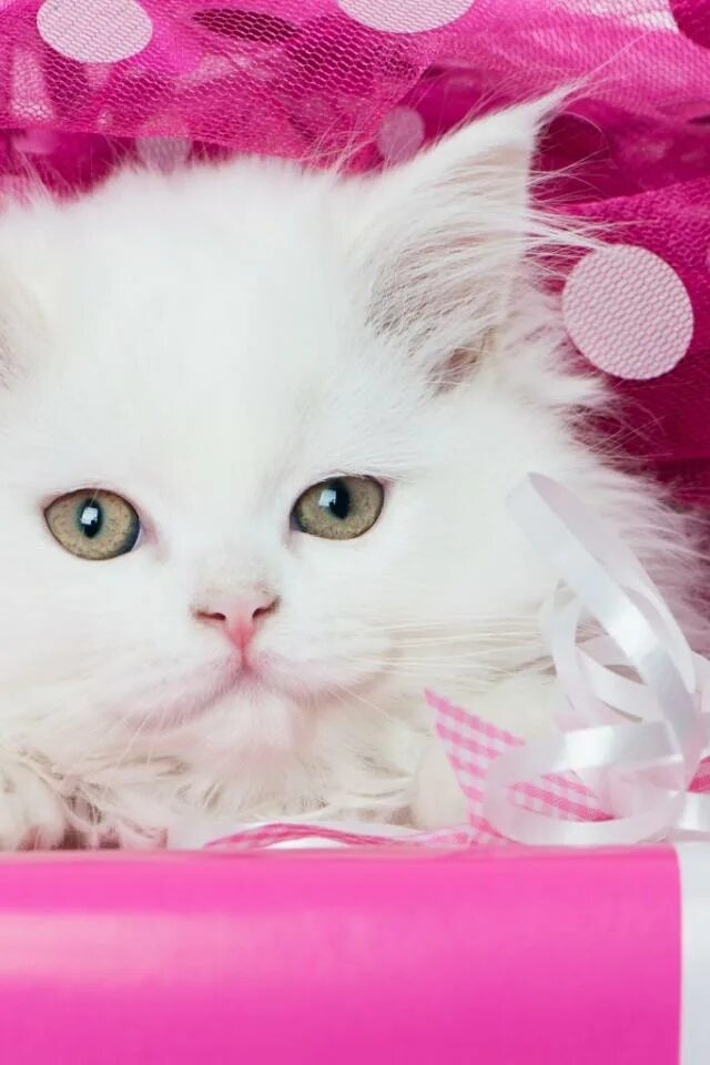 котенок, дерево, мордочка, игривый. киса. бенгальский кот. милые котики. про кис.