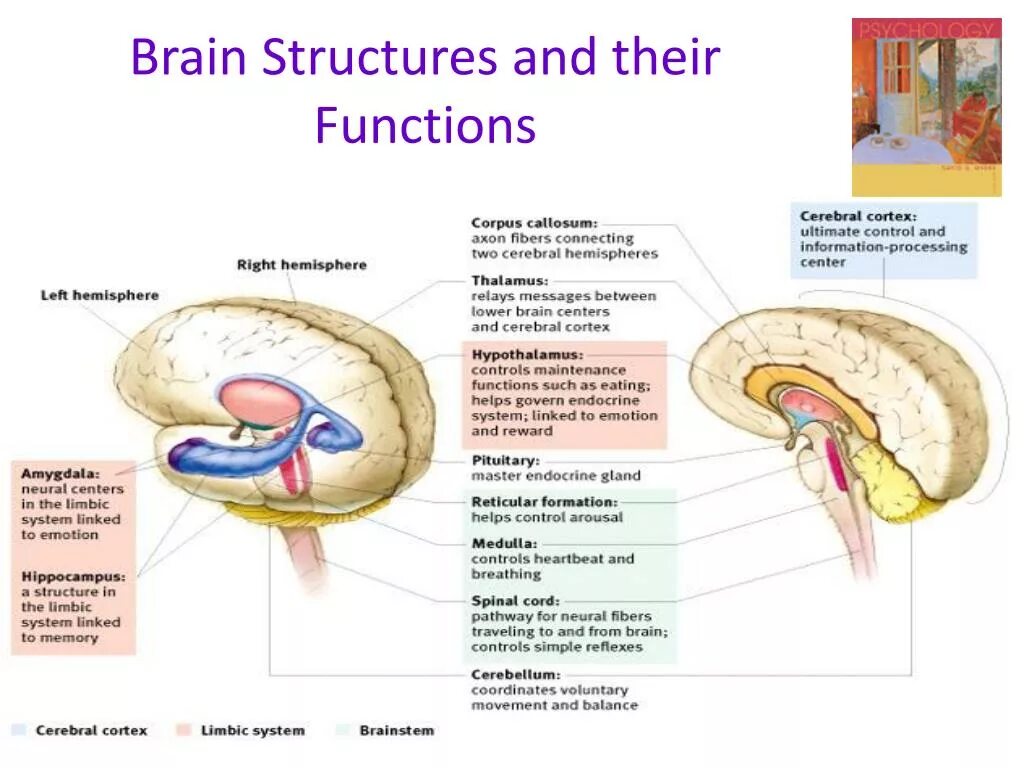 Parts of Brain and their function. Brain structure and function. Brain Parts and functions.