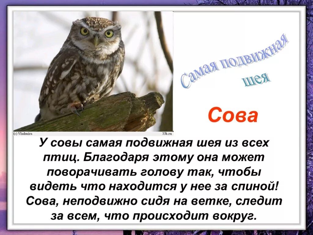 Как переводится сов. Интересные факты о совах. факты о сове. интересные совы. интересное о совах для детей.