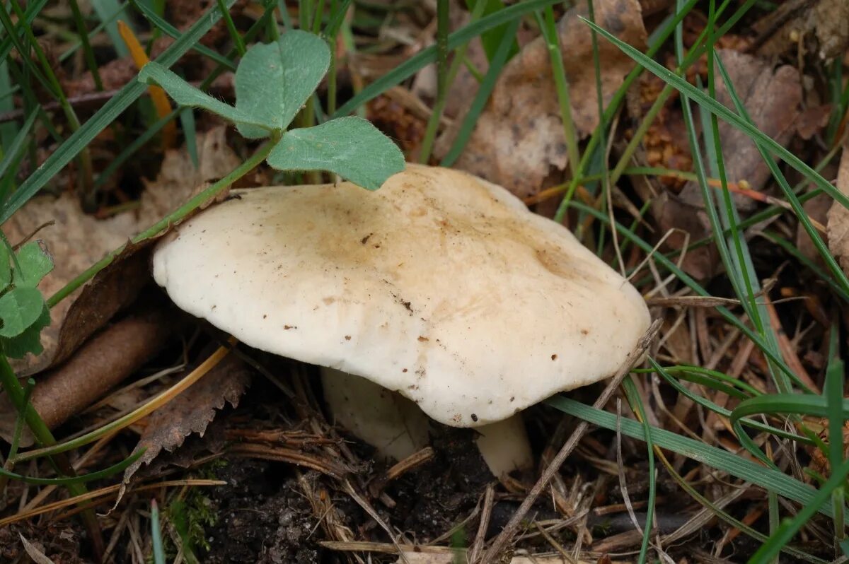 Весенние грибов съедобные. Весенние грибы съедобные в мае. Ранние грибы. Весенние грибы в Подмосковье съедобные.