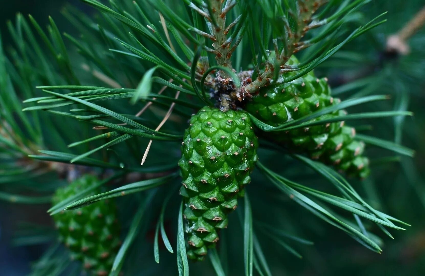 микростробилы сосны обыкновенной. лилия у сосны. сосновый вертун сосны обыкновенной. сосна кедровая цветение. цветение кедра сибирского.