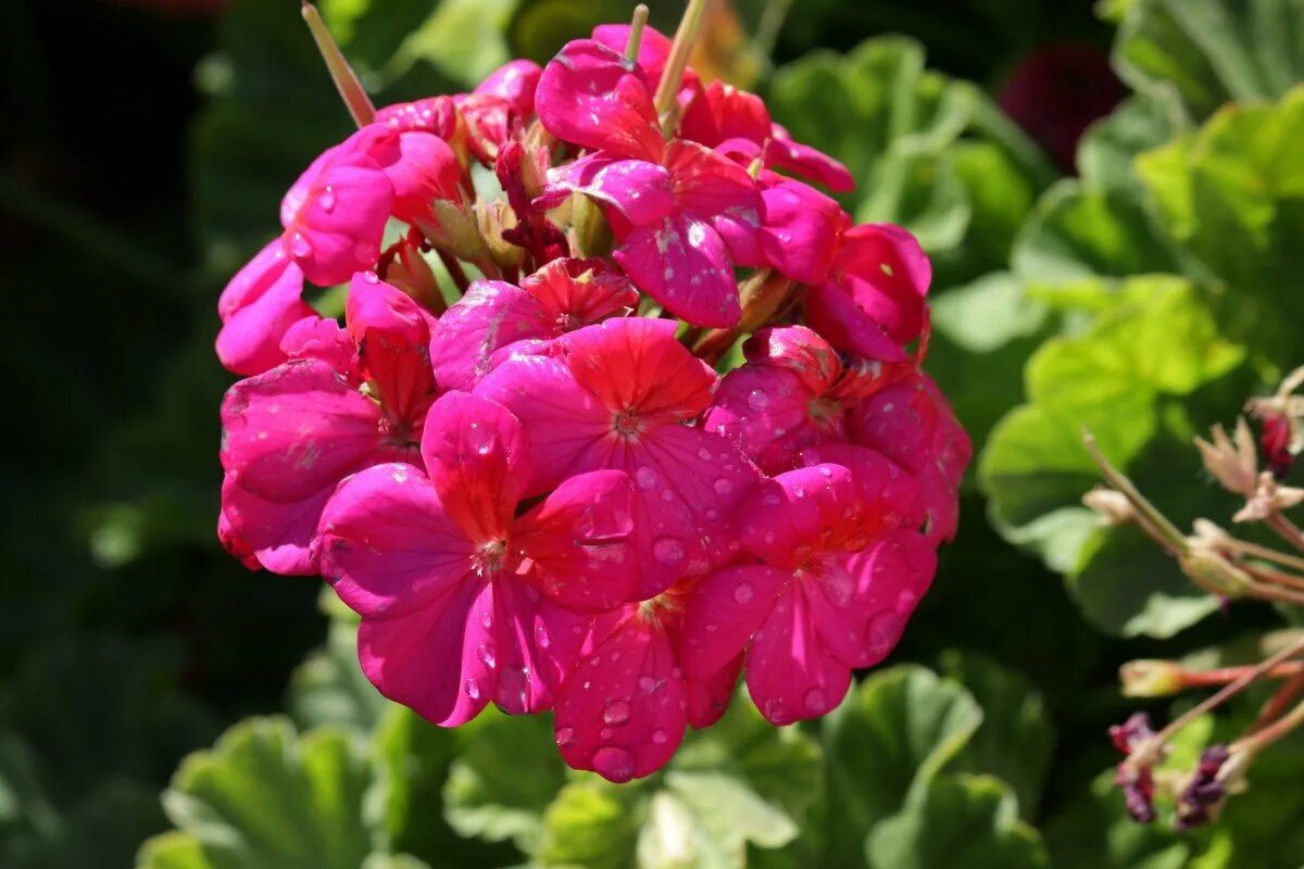 Пеларгония герань. Пеларгония плющевидная. Герань (Geranium). Пеларгония Dibbinsdale. Какого размера герань