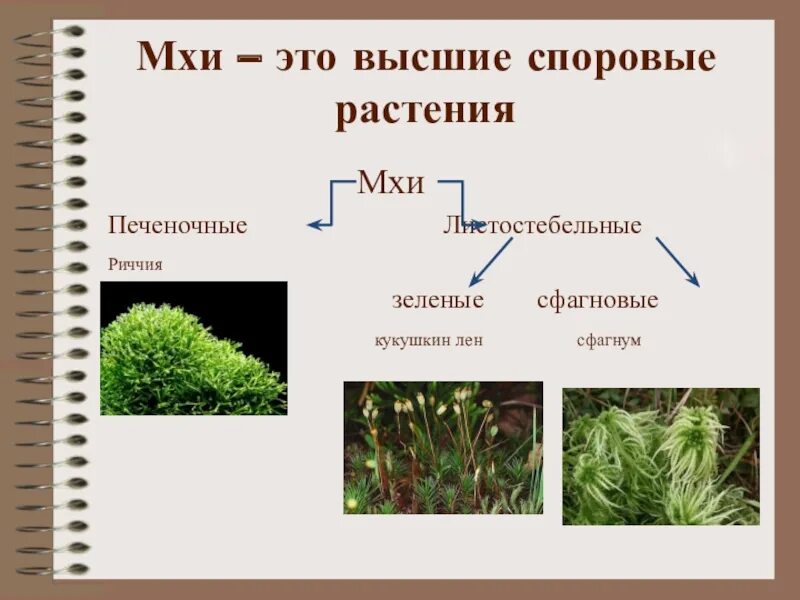 Однодольные листостебельные мхи. Листостебельные мхи и плауны. Высшие споровые растения мхи. Мохообразные печеночные высшие споровые растения. Мохообразные относятся к высшим споровым растениям