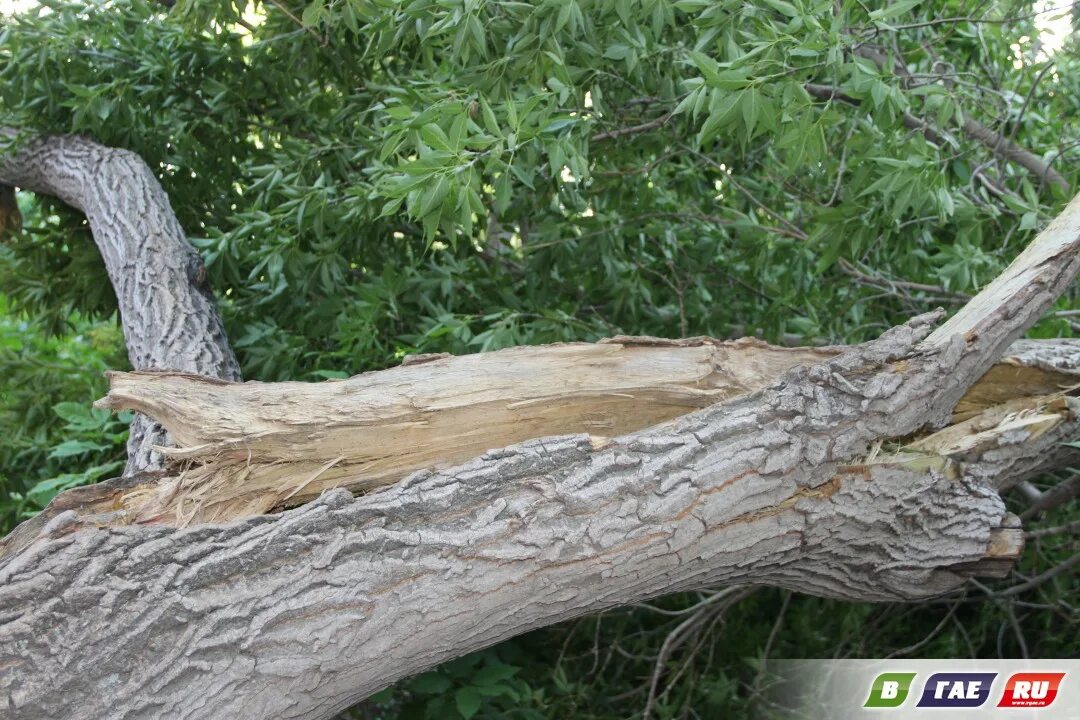 слышно ли звук падающего дерева в лесу если рядом никого нет. парадокс падающего дерева. упавшее дерево фото. поломанное дерево. знак падающие деревья.