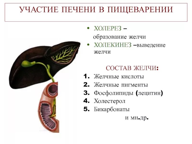 Желчь обеззараживает. Состав желчи физиология. Функции печени в пищеварении. Печень ее функции и участие в пищеварении. Роль печени в пищеварении.