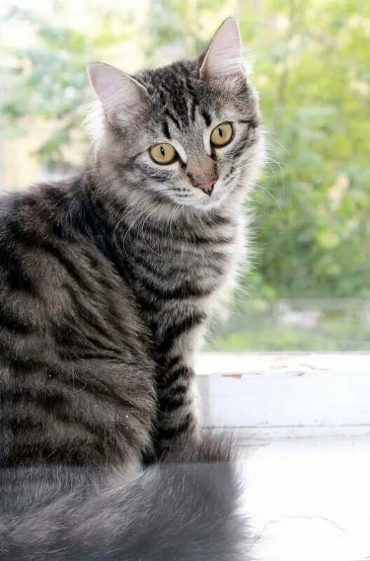 Породы кошек черно серого окраса. Сибирская дымчатая короткошерстная полосатая. Сибирская короткошерстная кошка серая. Сибирский кот дымчатый полосатый. Серый полосатый кот.