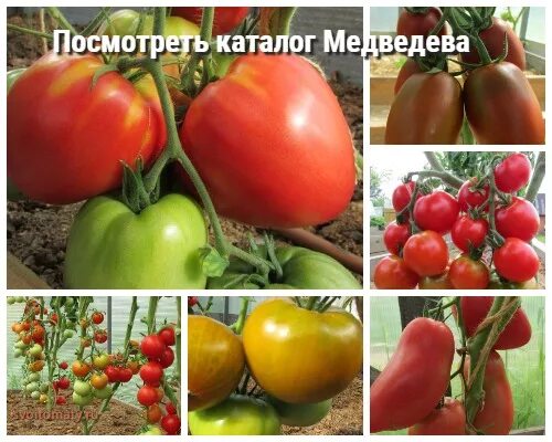Медведев томатов купить семена