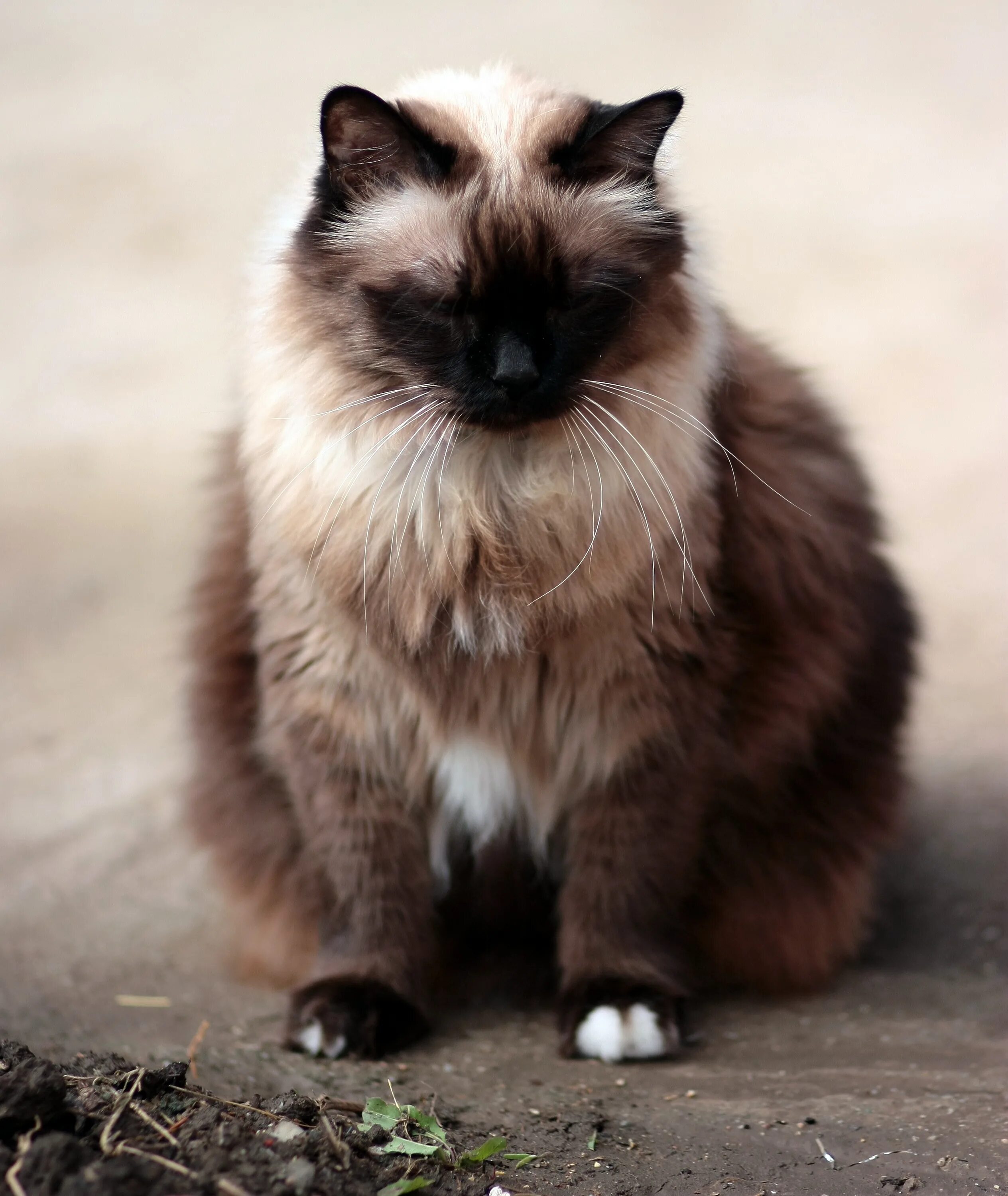 Сиамская кошка длинная шерсть. Сиамская длинношерстная. Сиамская длинношерстная кошка. Невская гималайская Сиамская кошка. Сиамская порода кошек длинношерстная.