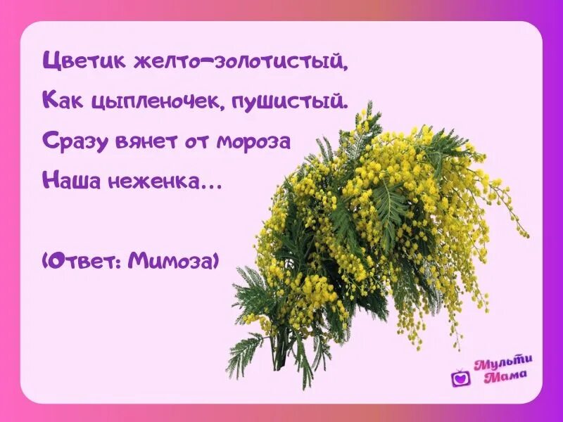 Мимозу текст. Загадка про мимозу для детей. загадка про мимозу для дошкольников. три ветки мимозы. мимоза цветок описание.