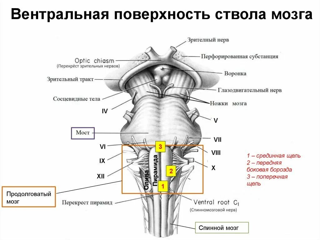 Дорсальная поверхность мозга. Ствол мозга строение вид спереди. Ствол мозга и Черепные нервы анатомия. Вентральная поверхность ствола головного мозга.