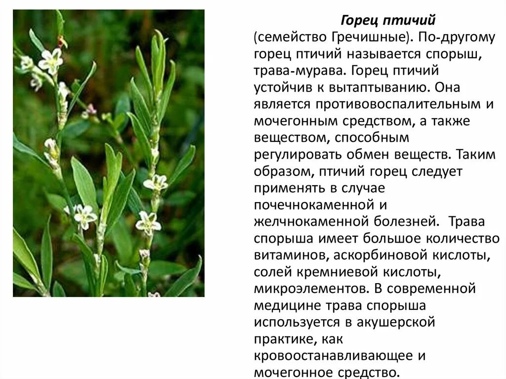 Горец птичий от кашля. Спорыш (горец птичий) трава. Горец птичий (спорыш, гусиная трава. Трава спорыша для чего применяется. Трава спорыша для чего применяется.