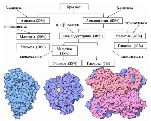 Фермент альфа амилаза. Альфа и бета амилаза. Α-амилаза формула. Амилаза мембранный белок. Альфа амилаза фермент.