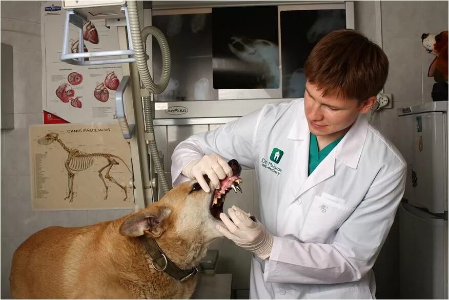 Обследование собак. Ветеринар. Животные в ветеринарной клинике. Ветеринарная клиника животное. Собака в ветеринарной клинике.