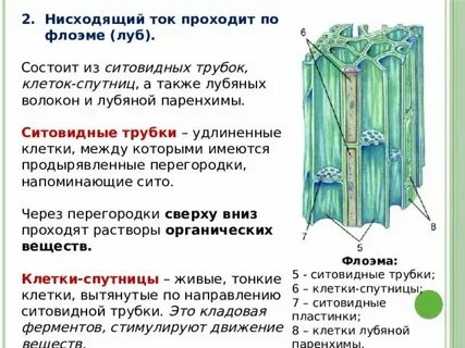 Наличие клеток спутниц